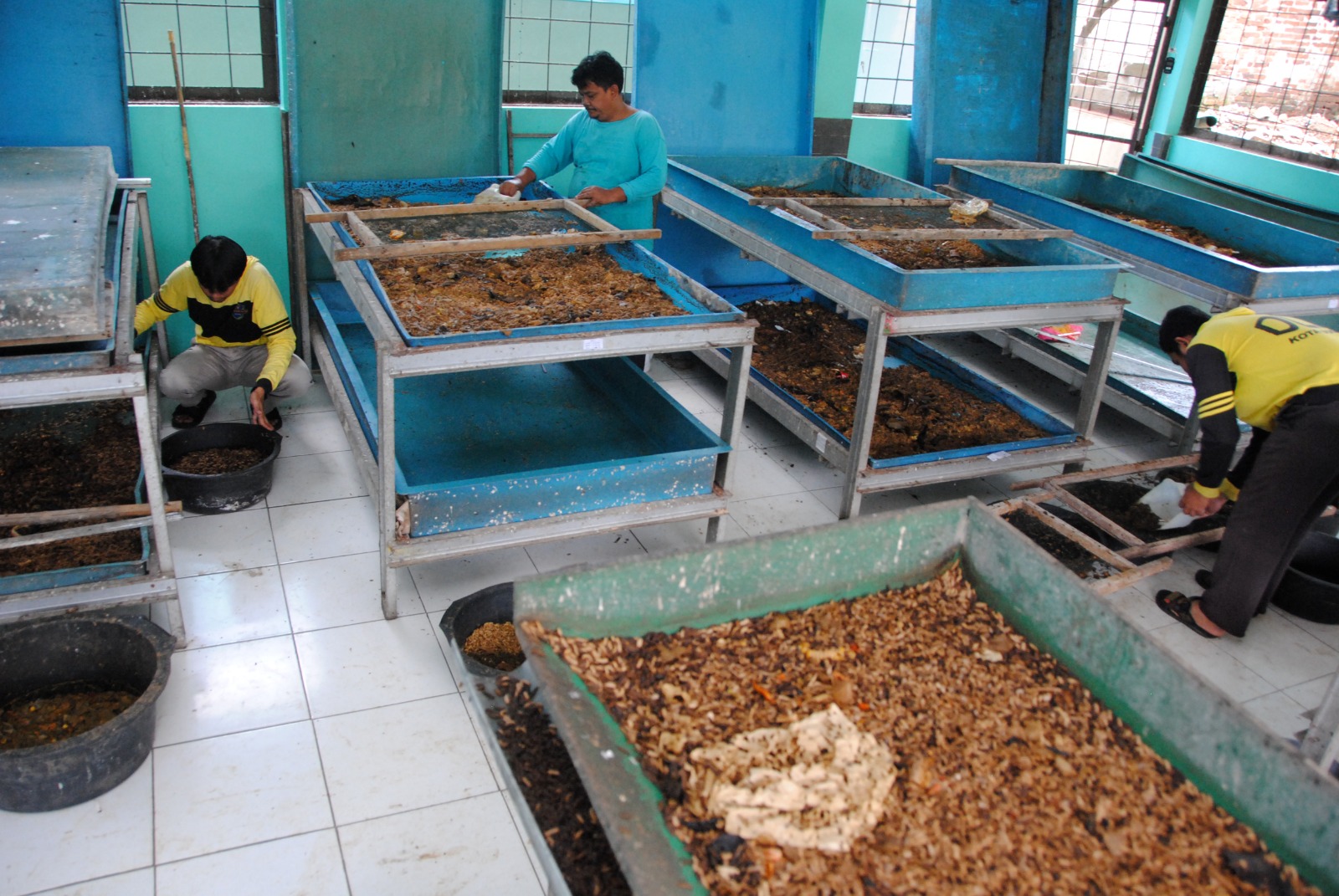 Budidaya maggot dengan memanfaatkan sisa makanan program MBG