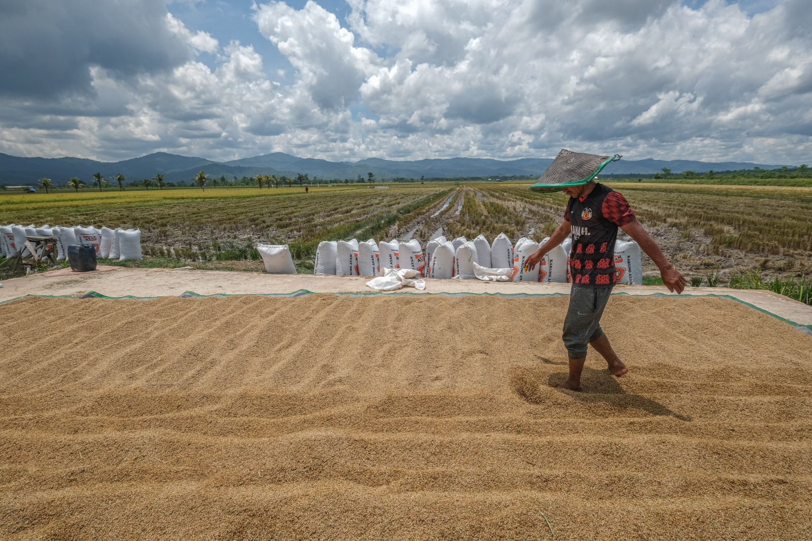 Penyerapan gabah kering petani di Sulawesi Tenggara