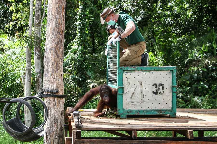 Pulihkan Habitat Liar,Tiga Orangutan Dilepasliarkan di Pulau Bangamat