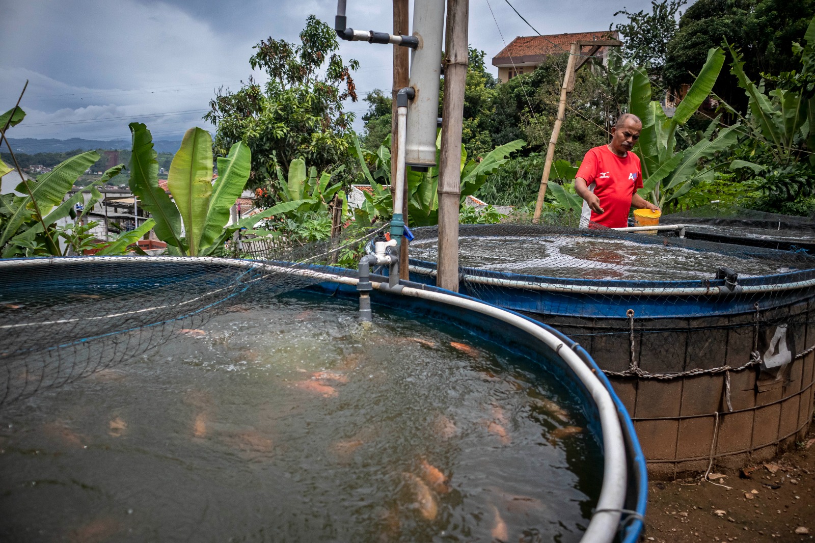 Budi daya ikan nila sistem bioflok di Padalarang
