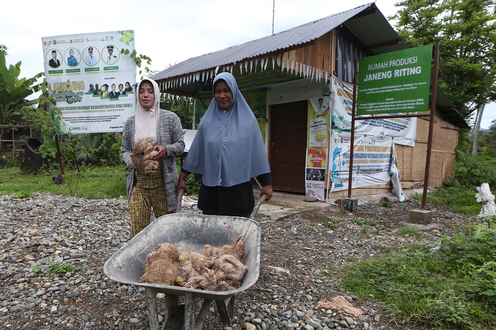 Panen umbi janeng Aceh Besar