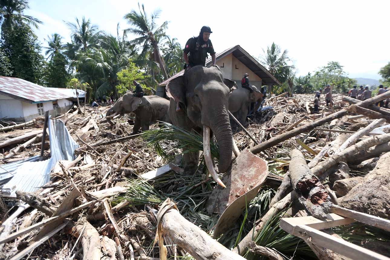 Gajah Bantu Bersihkan Puing Kayu Akibat Bencana di Aceh