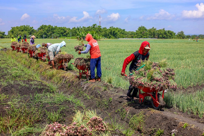 Panen Raya Bawang Merah Berlangsung di Nganjuk