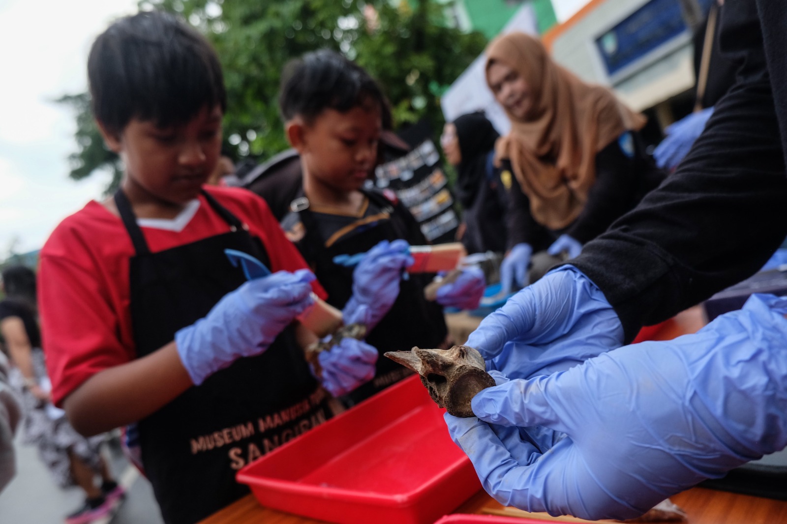 Belajar praktik konservasi fosil