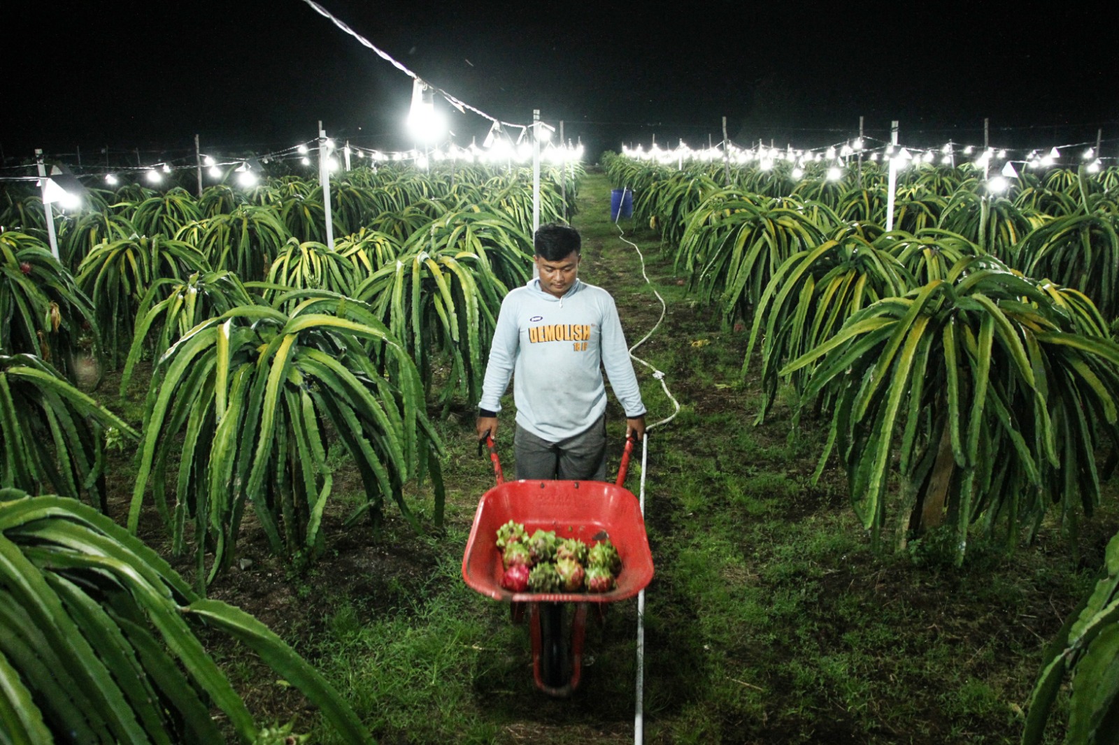 Pemanfaatan lampu untuk meningkatkan hasil panen buah naga
