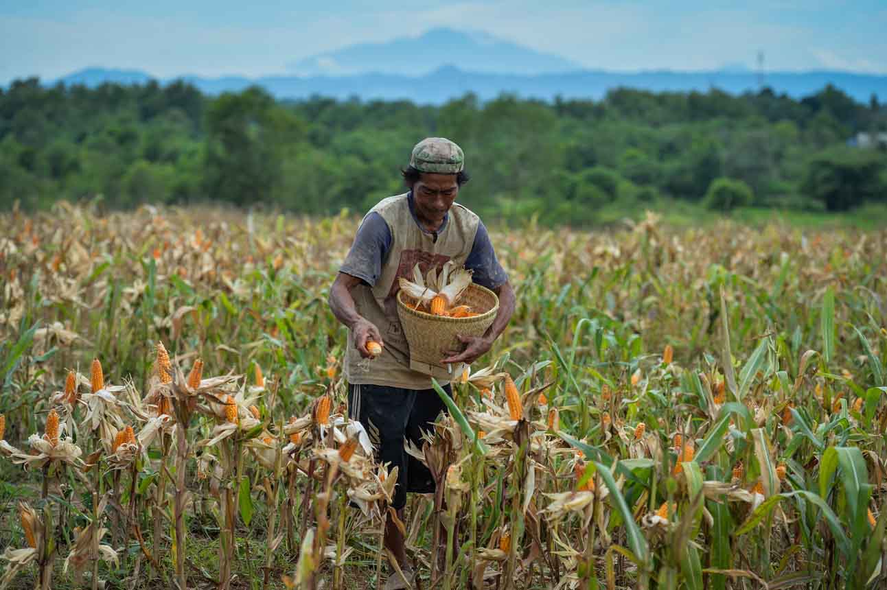 Bulog Bidik Serap 1 Juta Ton Jagung pada 2026, Perkuat Cadangan Pangan Nasional