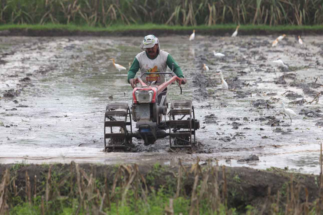 Cegah Alih Fungsi Lahan, Pemerintah Jaga 7 Juta Hektare Sawah Nasional