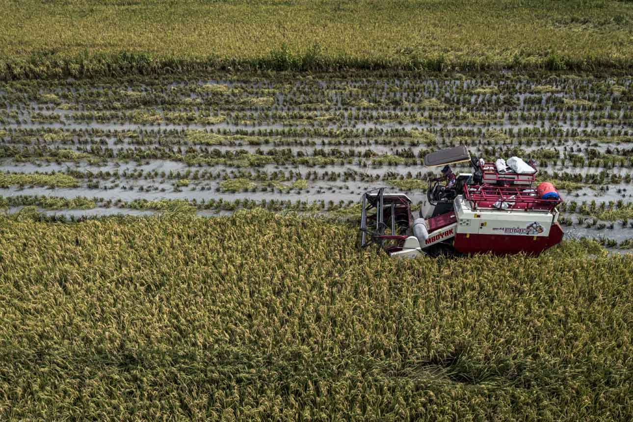 Kementerian Pertanian Tegaskan Penyerapan Gabah oleh Bulog Menggunakan HPP GKP