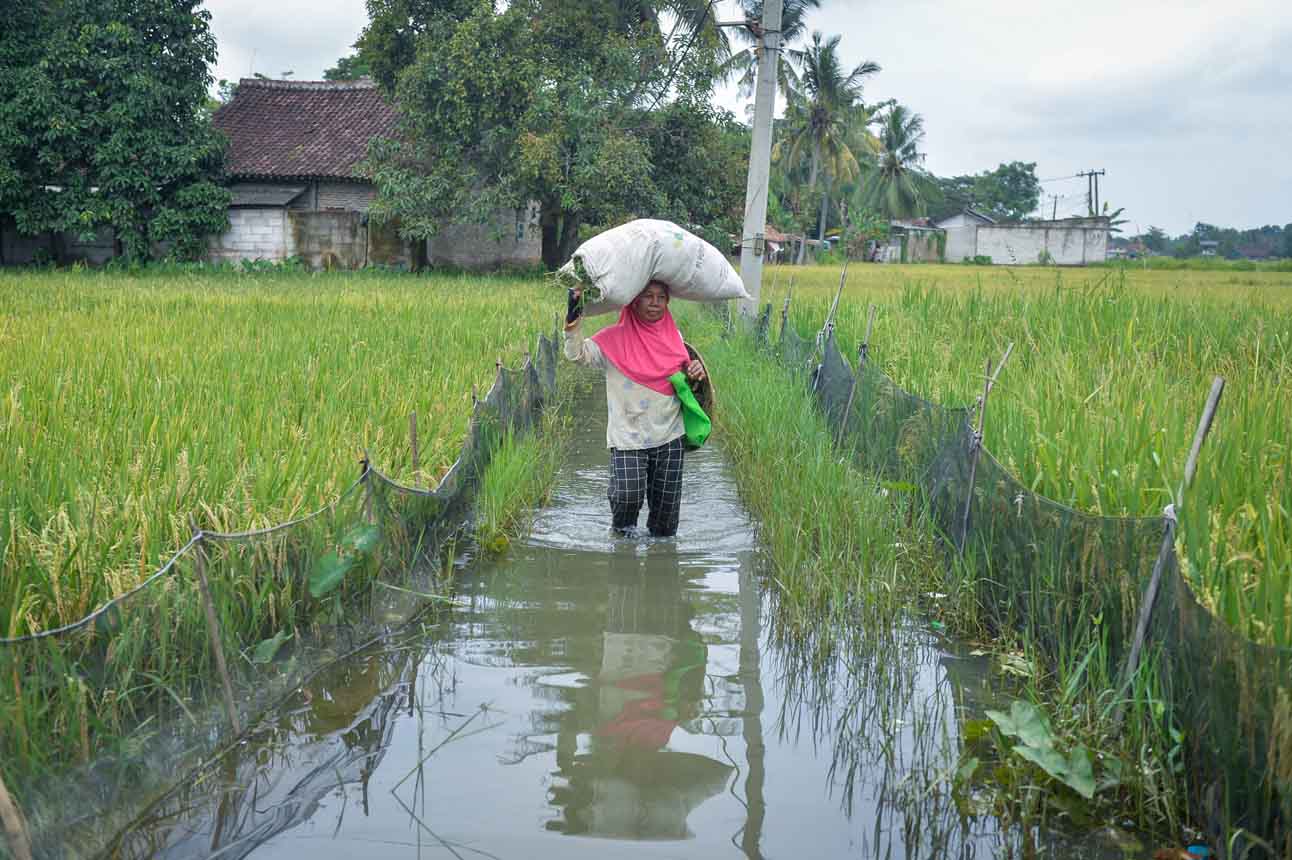 Banjir Rendam Ratusan Hektare Sawah di Kabupaten Tangerang