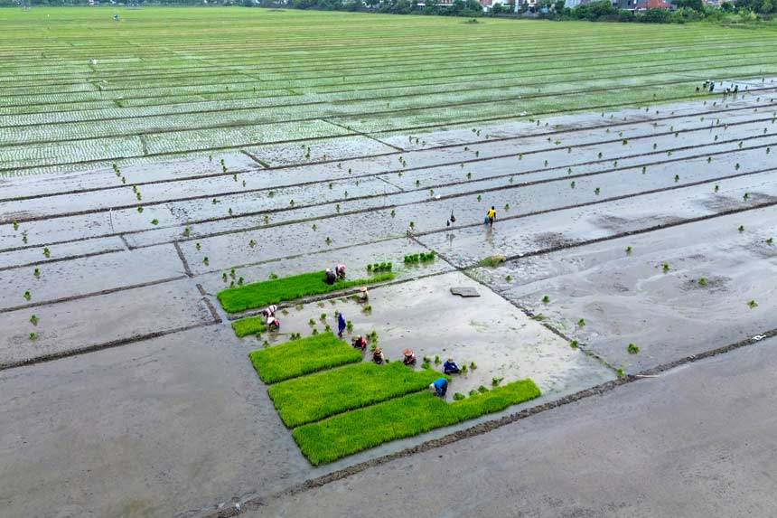 Pemerintah Perkuat Perlindungan Sawah Produktif dan Riset Pertanian Menuju Swasembada Pangan