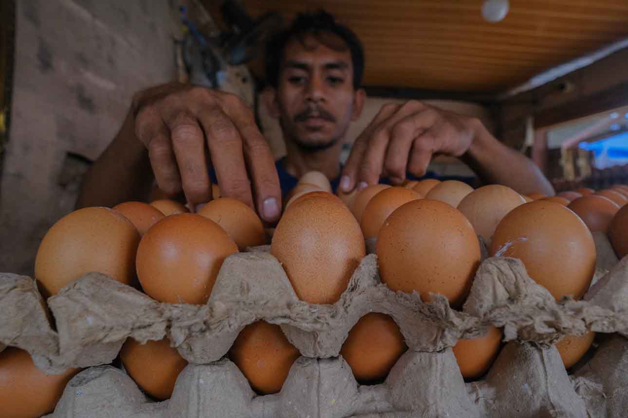 Stok Telur Surplus, Produksi Telur Nasional Ditopang Tiga Provinsi