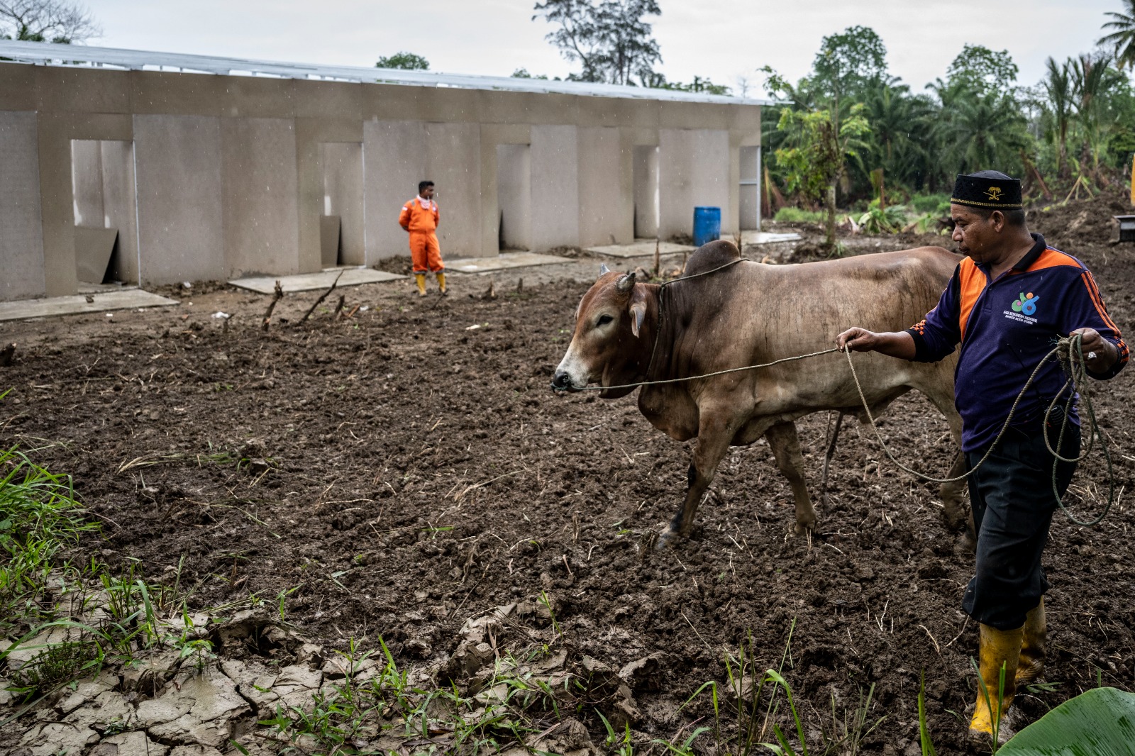 Sapi Bali Malah Diternakkan di Daerah Lain