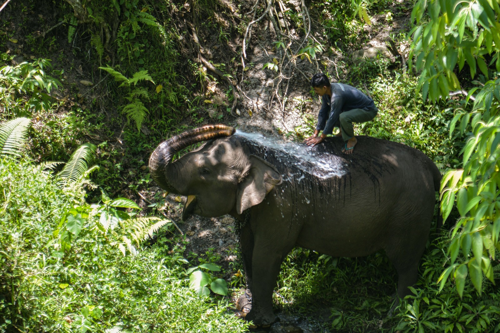 Perawatan gajah jinak di CRU DAS Peusangan Bener Meriah
