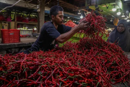 Harga cabai merah keriting di Ternate turun