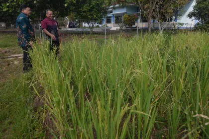 Uji Coba Budidaya Sorgum dan Padi di Lahan Terbatas