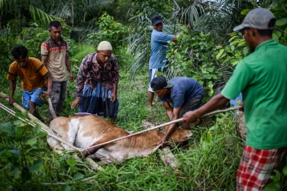 Meugang Tradisi Masyarakat Aceh Timur Menyambut Hari Raya