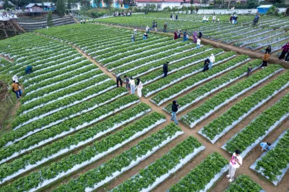 Kebun Stroberi Jadi Destinasi Wisata Alternatif Favorit di Kerinci