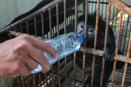 BKSDA terima Lutung Jawa hasil serahan warga