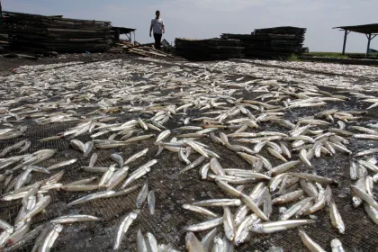 Produksi ikan kering setelah Lebaran
