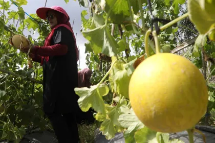 Agrowisata Melon, Wisata Alam dan Edukasi Pertanian