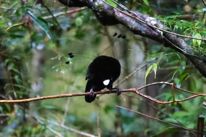 Burung Endemis Arfak di Papua Barat