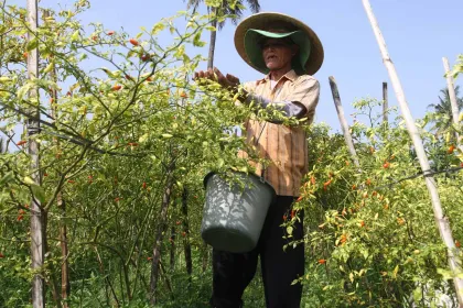 Jawa Timur Jadi Sentra Utama Produksi Hortikultura Nasional
