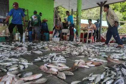 Menteri KKP: Produksi Ikan Nasional Capai 10,57 Juta Ton hingga Akhir 2026