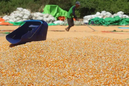 Produksi jagung pipilan Februari 2026 menurun