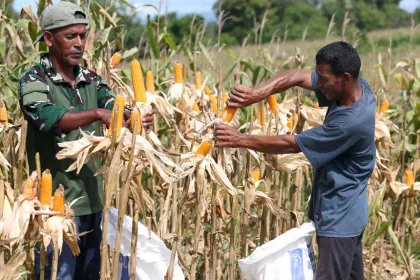 Panen Jagung Hibrida Dongkrak Ketahanan Pangan di Aceh