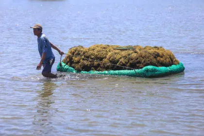 Rumput Laut Disiapkan Kementerian UMKM sebagai Alternatif Nafta