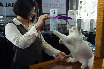 Shibuya International Cat Show di Bandung