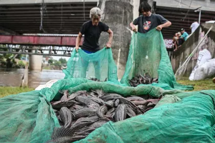 Pemprov DKI Jakarta Lakukan Pembersihan Sungai dari Ikan Sapu-Sapu