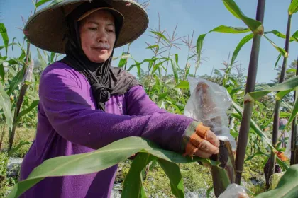 Upaya Petani Membungkus Jagung guna Mencegah Serangan Hama Tikus