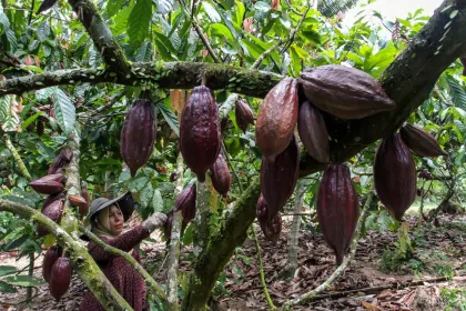Harga kakao anjlok