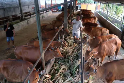 Upaya Penguatan Populasi Sapi Lokal untuk Ketahanan Pangan