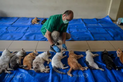 Sterilisasi kucing jantan gratis di Jakarta