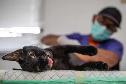 Pemprov DKI Sediakan Sterilisasi Kucing Gratis bagi Warga