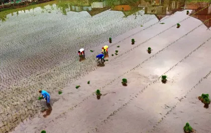 Petani Sulsel Dapat Bantuan 2.300 Ton Benih Padi Gratis