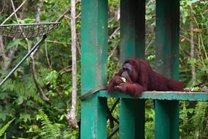Kehidupan Orangutan Morio di Pusat Rehabilitasi Samboja Lestari