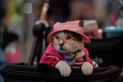 Meriah, Pet Fest Indonesia 2026 Hadirkan Beragam Aktivitas untuk Pecinta Hewan