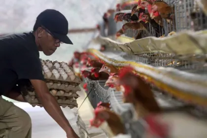 Kenaikan Harga Pakan Picu Naiknya Harga Telur
