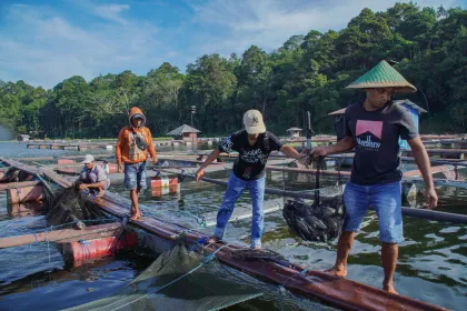 Panen dini ikan keramba jaring apung di Ranu Klakah