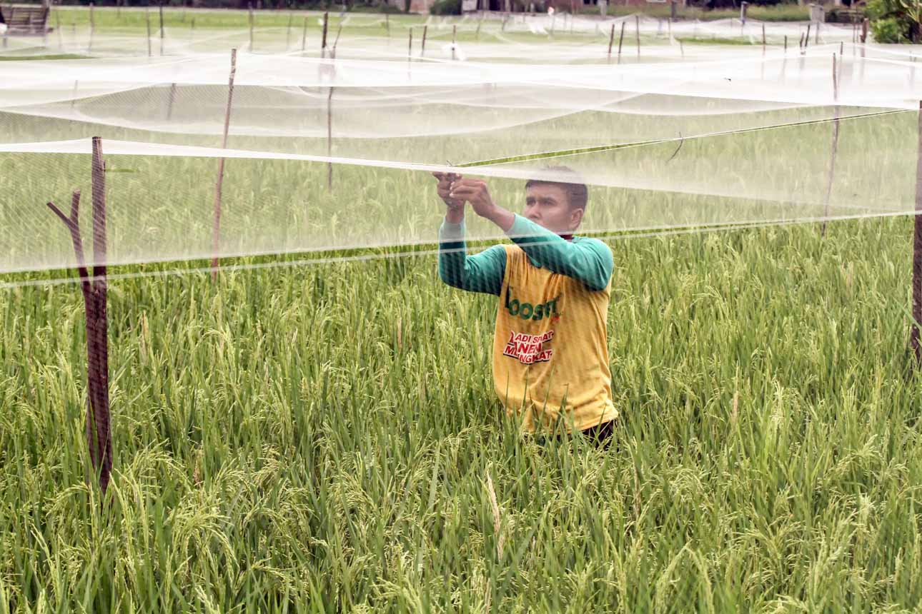 Petani Rogoh Kocek Tambahan untuk Pasang Jaring Halau Burung Pipit