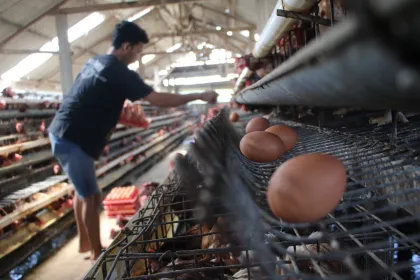 Harga telur di Jombang turun