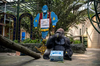 Perayaan ulang tahun Gorila di Ragunan