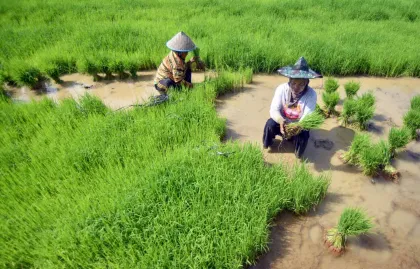 Bangkit Pascabencana, Petani Kembali Tanam Padi