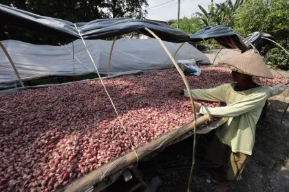 Intensitas Hujan Tinggi Pengaruhi Hasil Panen Bawang Merah