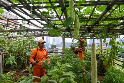 Pemanfaatan Rooftop di Kelurahan Tangki untuk Pertanian Perkotaan