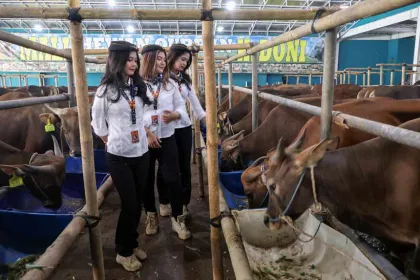 Promosi Unik Penjualan Hewan Kurban di Depok Curi Perhatian