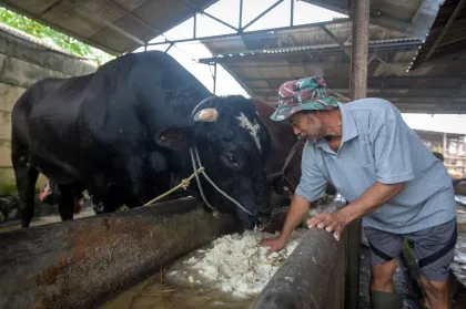 Sapi kurban dari Presiden Prabowo di Tangerang